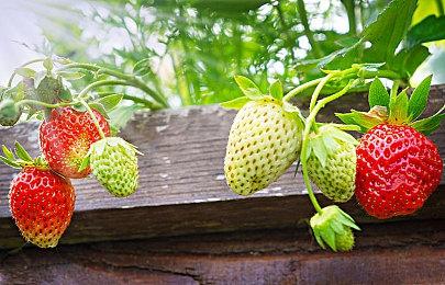 《飙酷车神2》第三季第二集预告片 今日正式上线